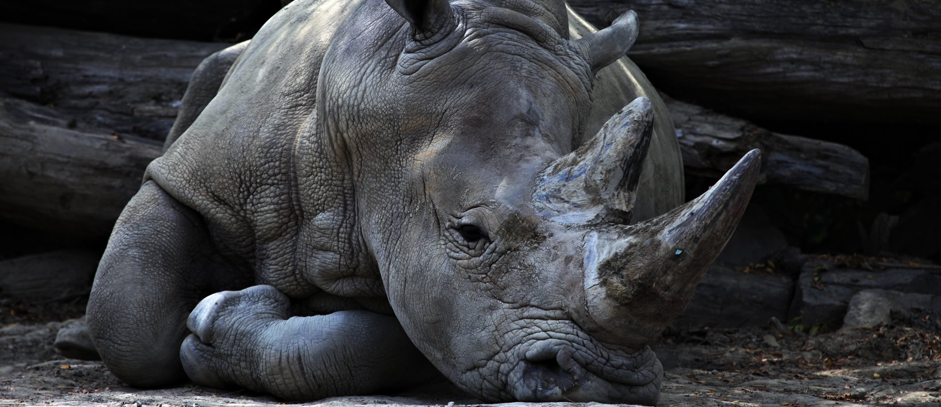 Ростовский зоопарк носорог
